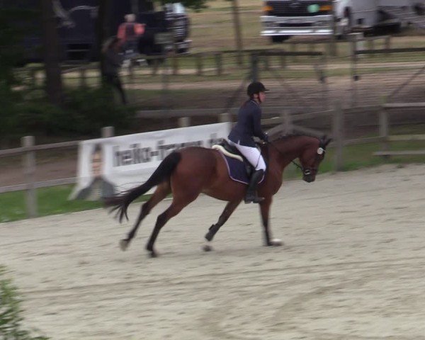Reitturnier Westergellersen 2025
