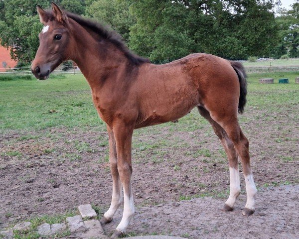 foal by Shoani (Hanoverian, 2025, from Springnight)
