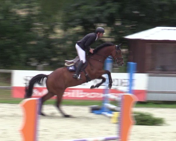Reitturnier Westergellersen 2025