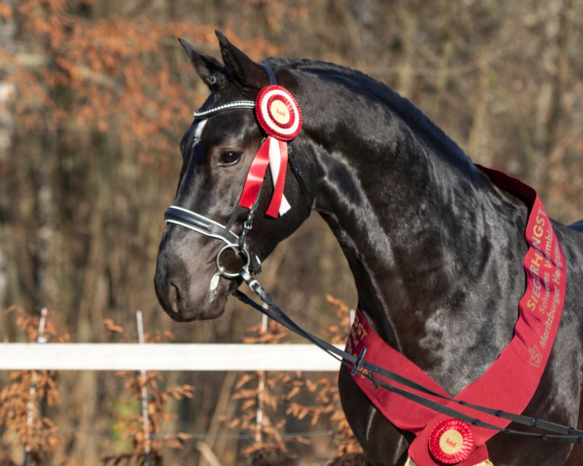 Deckhengst Ehrenwort (Schweres Warmblut, 2018, von Ehrenwert)