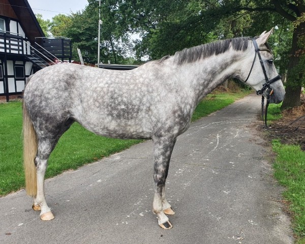 broodmare Lya (Hanoverian, 2016, from Libertad FRH)