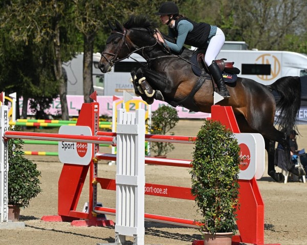 jumper Conrad G (Württemberger, 2011, from Conway II)