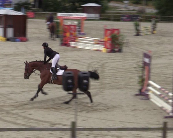 Reitturnier Westergellersen 2025