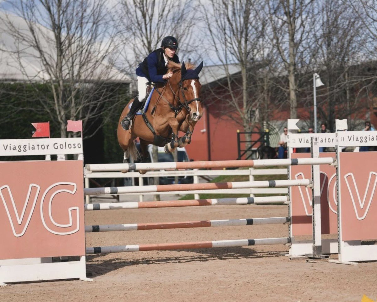 Cavallo da salto Spj Linaro Sh (Holsteiner, 2015, di Uriko)