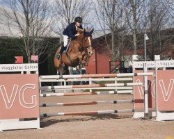jumper Spj Linaro Sh (Holsteiner, 2015, from Uriko)