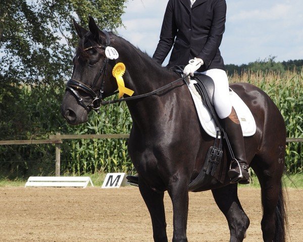 dressage horse Find me in the dark (Hanoverian, 2017, from Floris Prince)