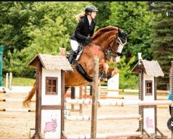 jumper Icarus 22 (Belgian Warmblood, 2008, from Esprilio)