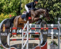 broodmare Ciara (German trotters, 2016, from Lessing (DE))
