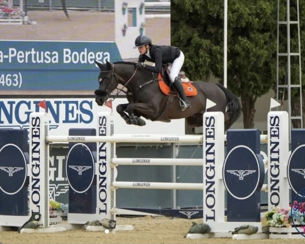 jumper Gitalyn (KWPN (Royal Dutch Sporthorse), 2011, from Ferro)