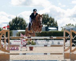 jumper Camaron SCS (Spanish Sport Horse, 2016)