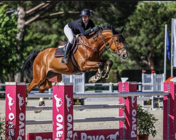 jumper Paladin de Olid (unknown, 2008, from Centauer Z)