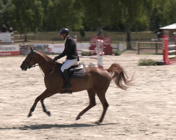 Reitturnier Westergellersen 2025