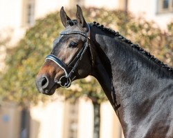 stallion Delta One (Holsteiner, 2018, from Diarado)