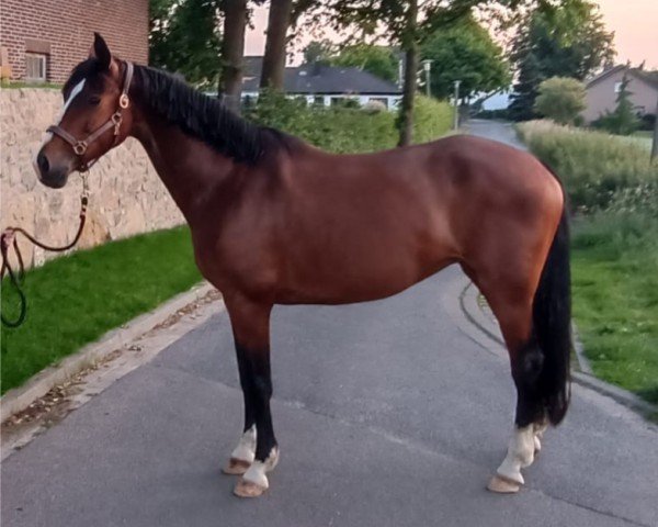 broodmare Miss Cascadello (unknown, 2014, from Cascadello)