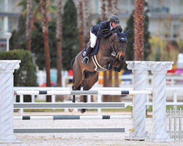 jumper Tornado van de Heikant (Zangersheide riding horse, 2012, from Tonixe)