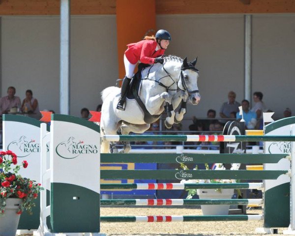 stallion Calme P (Hanoverian, 2001, from Calido I)
