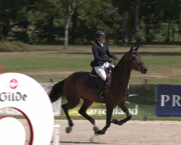 Reitturnier Westergellersen 2025
