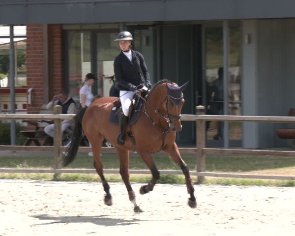 Reitturnier Westergellersen 2025