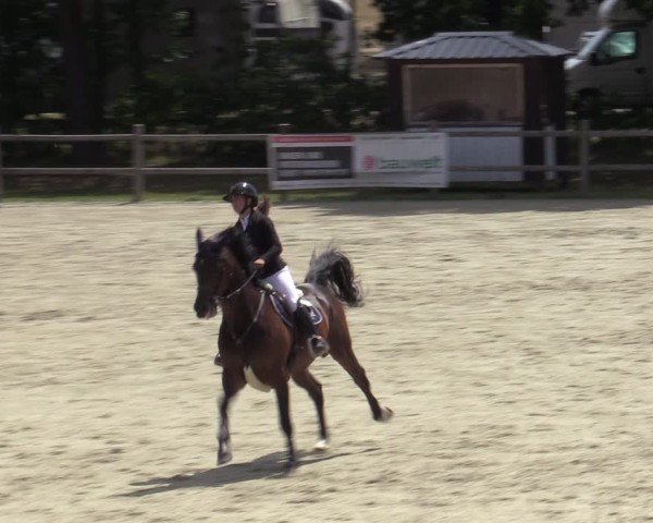 Reitturnier Westergellersen 2025