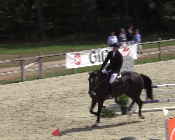 Reitturnier Westergellersen 2025