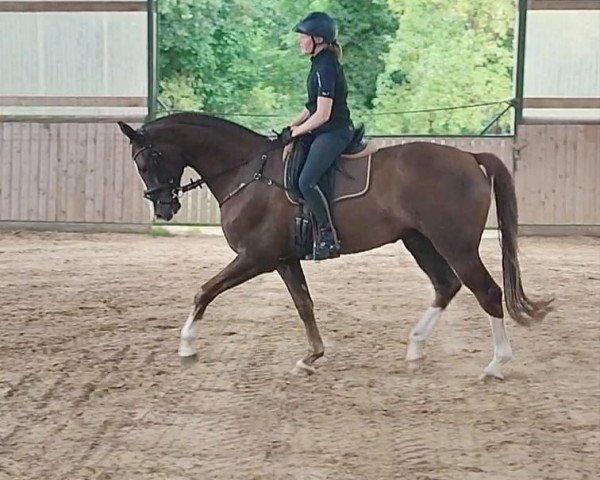 horse Bon Magic (Westphalian, 2020, from Bon Courage 4)