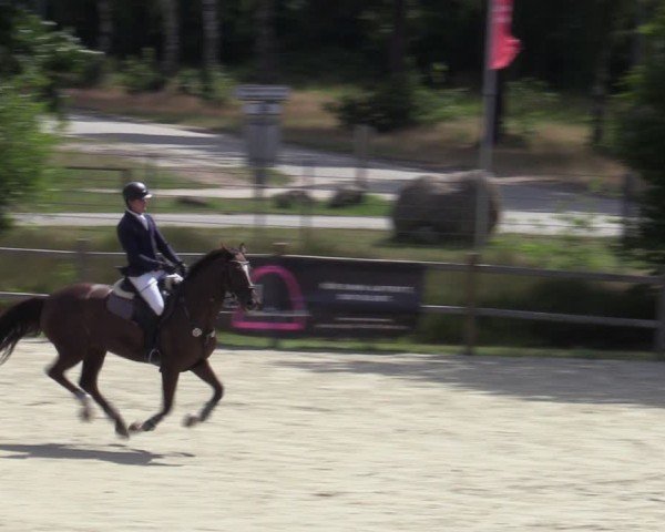 Reitturnier Westergellersen 2025