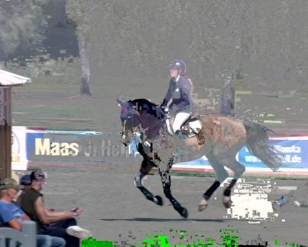 Reitturnier Westergellersen 2025