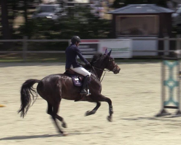 Reitturnier Westergellersen 2025