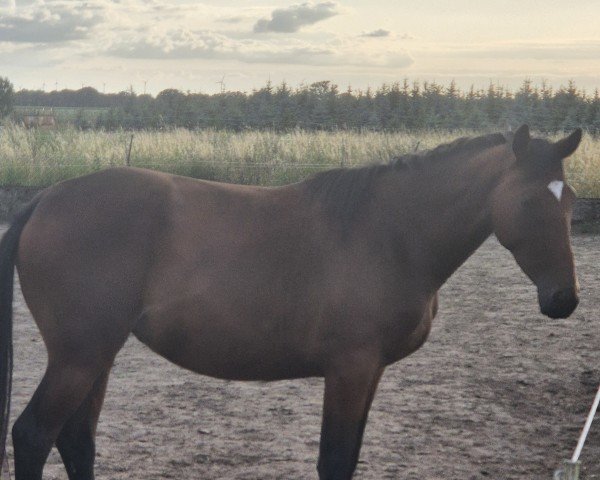broodmare Stute von C-Khatou-S / Sandro Khan (Holsteiner, 2022, from Khatou-S 207 FIN)