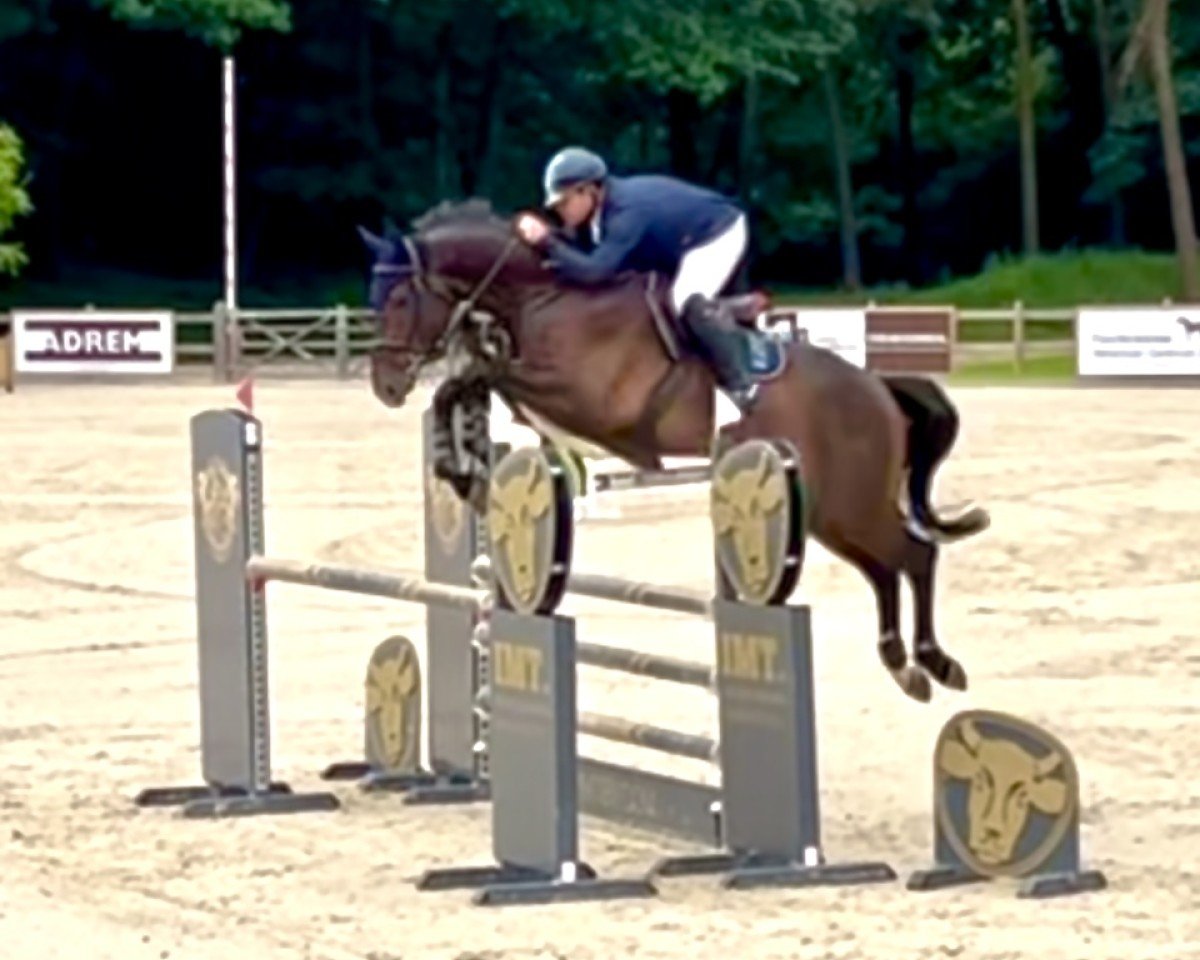 Springpferd Urimo 3 (Oldenburger Springpferd, 2020, von United Way)