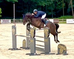 jumper Urimo 3 (Oldenburg show jumper, 2020, from United Way)