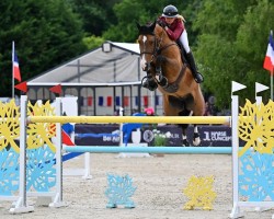 Springpferd Dillen 111 Z (Zangersheide Reitpferd, 2016, von De Flor 111 Z)