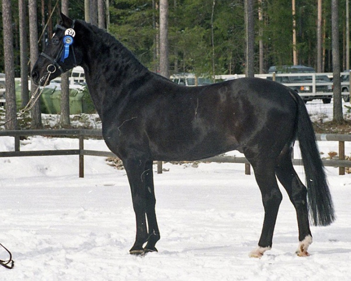 Deckhengst Acapulco 99 FIN (Hannoveraner, 1980, von Akzent II)