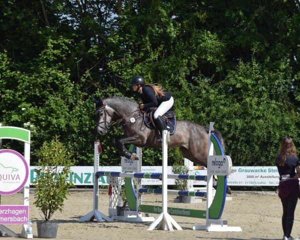 jumper Catalina Island (Holsteiner, 2020, from Catch)