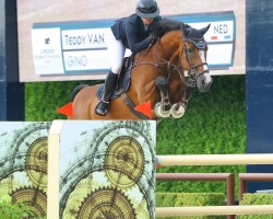 jumper Gino (KWPN (Royal Dutch Sporthorse), 2011, from Echo van het Spieveld)