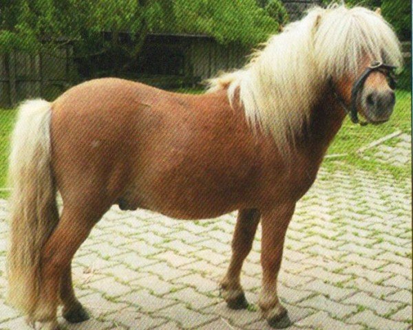 horse Laringo Boy (Shetland pony (under 87 cm), 2002, from Lathom Tiny Goldflake)