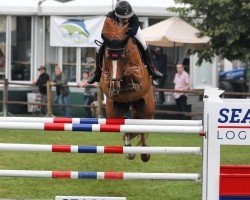 jumper Itcho van 't Ruytershof (Belgian Warmblood, 2008, from Lord Z)