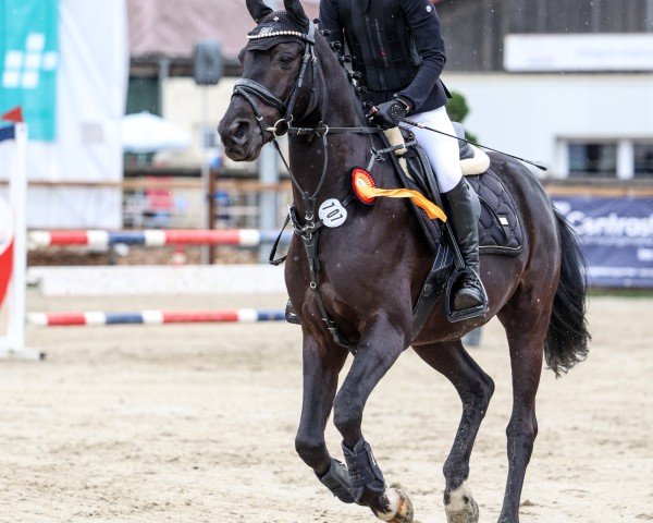 Dressurpferd Don Lino 3 (Deutsches Reitpony, 2011, von Dino B)