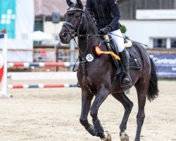 dressage horse Don Lino 3 (German Riding Pony, 2011, from Dino B)