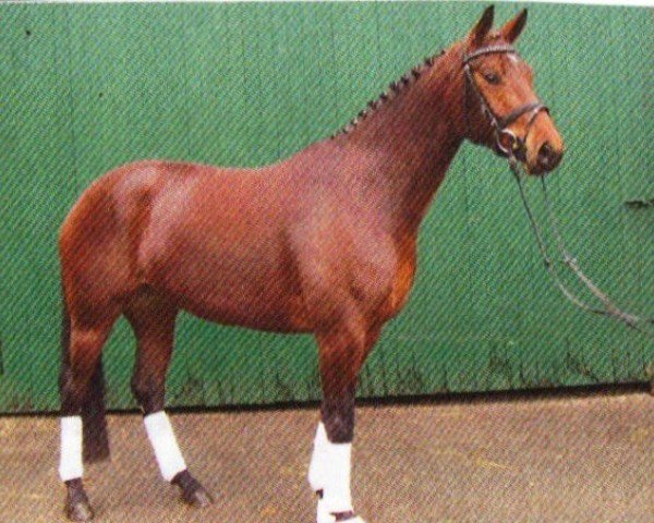 dressage horse Belissimas Dream (Rhinelander, 2008, from Biasini)