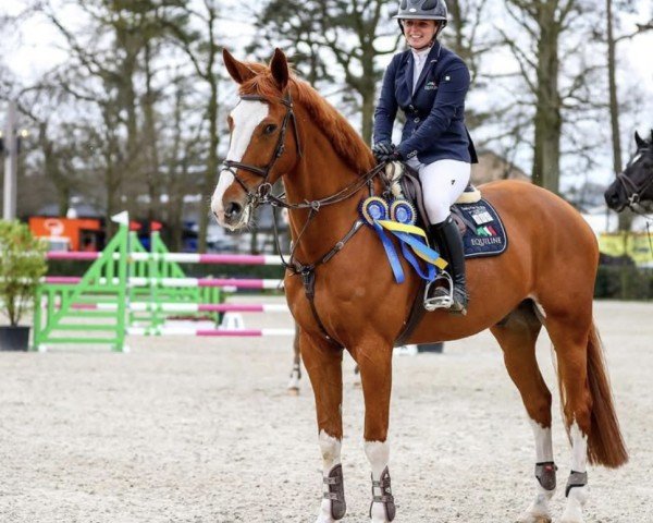 jumper Infidel du Piedroux (Belgium Sporthorse, 2014, from Silver Deux de Virton)