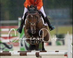jumper Lander Z (Zangersheide riding horse, 2007, from Lord Z)