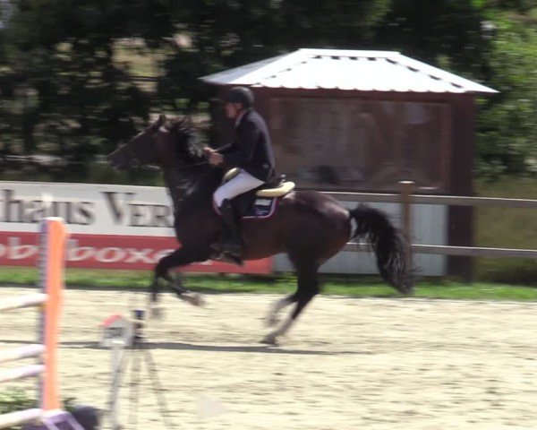 Reitturnier Westergellersen 2025