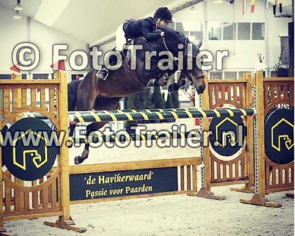 jumper Duvessa (KWPN (Royal Dutch Sporthorse), 2008, from Albführen's Memphis)