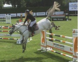 Springpferd Freiminka's Blue Diamond (KWPN (Niederländisches Warmblut), 2010, von Mr Blue)