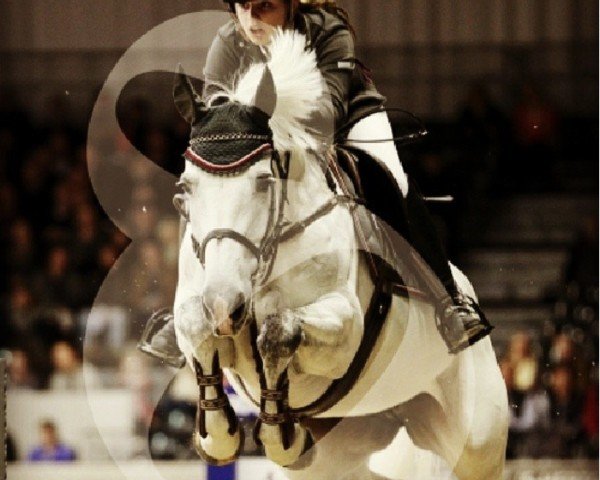 jumper Vona (KWPN (Royal Dutch Sporthorse), 2002, from Cantos)