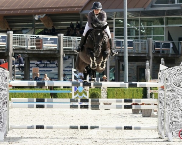 Springpferd Herma (KWPN (Niederländisches Warmblut), 2012, von Ukato)