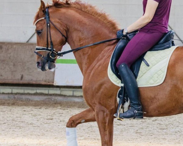horse Baroni (Hanoverian, 2019, from Blue Hors Baron)