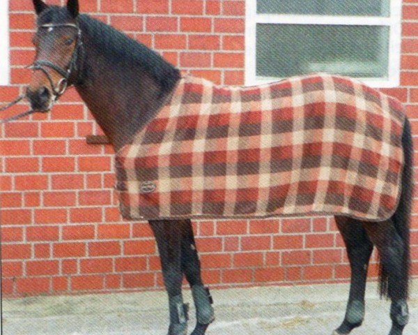 broodmare Hazel (Westphalian, 2008, from Hogwart)