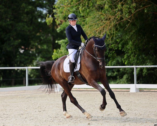 dressage horse Soulmate ZhD (Hanoverian, 2020, from Secret)